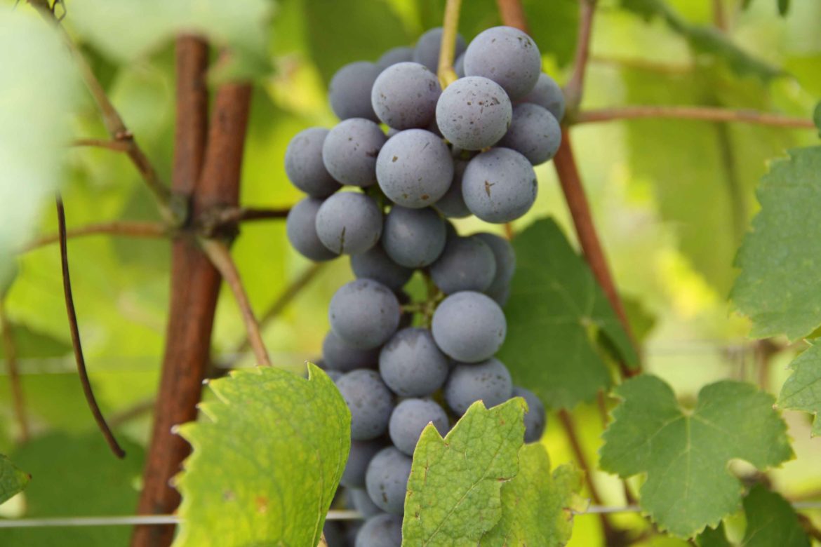 Grappolo-Nebbiolo.jpg