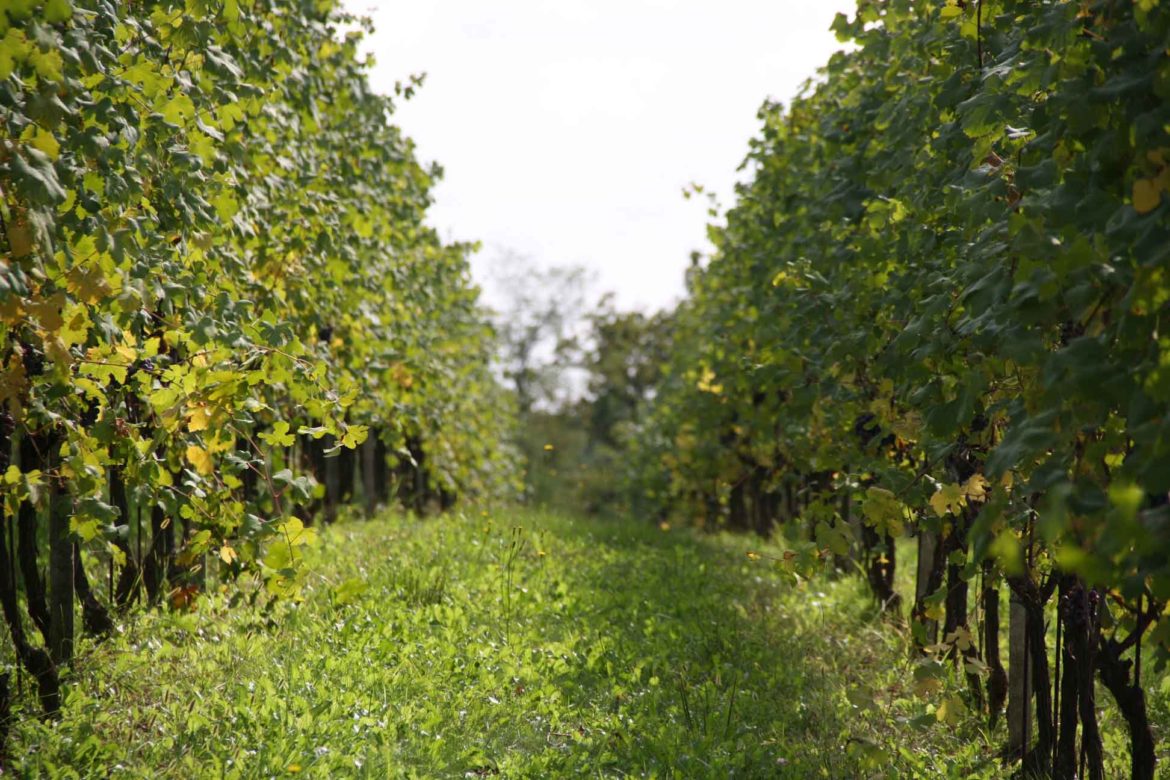 Il-vigneto-Fontechiara-2.jpg