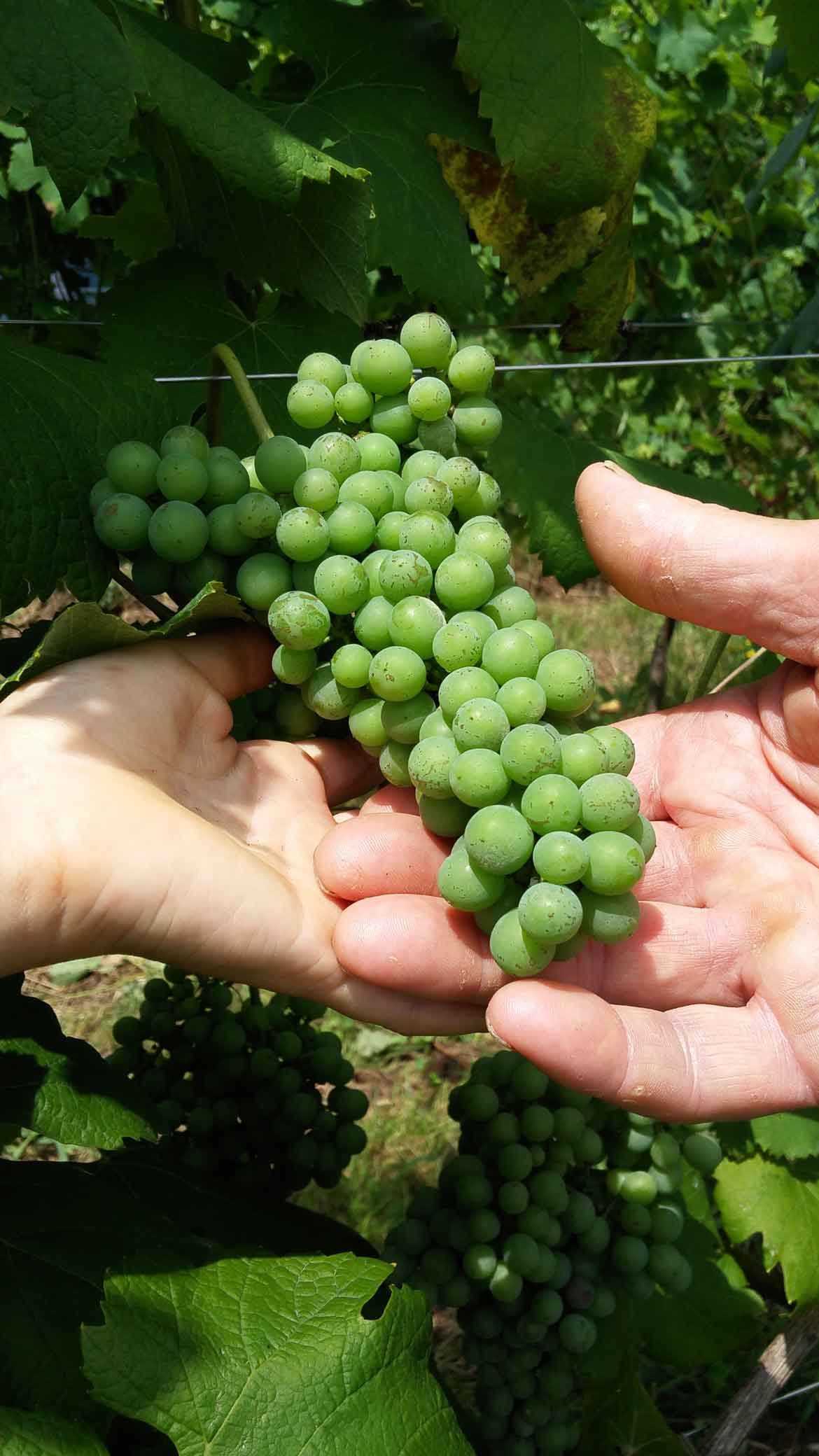 Uva-Nespolina-Fontechiara.jpg