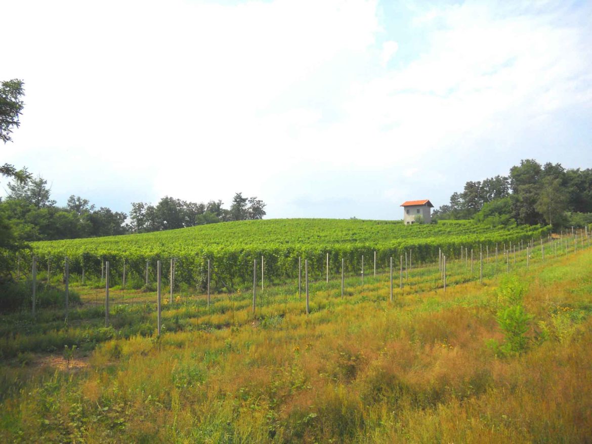 Vigneto-Fontechiara-1.jpg