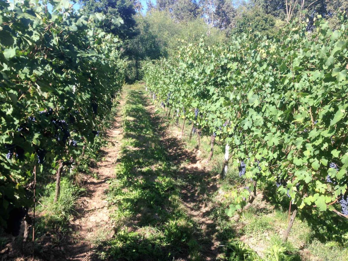 Vigneto-assolato-1.jpg