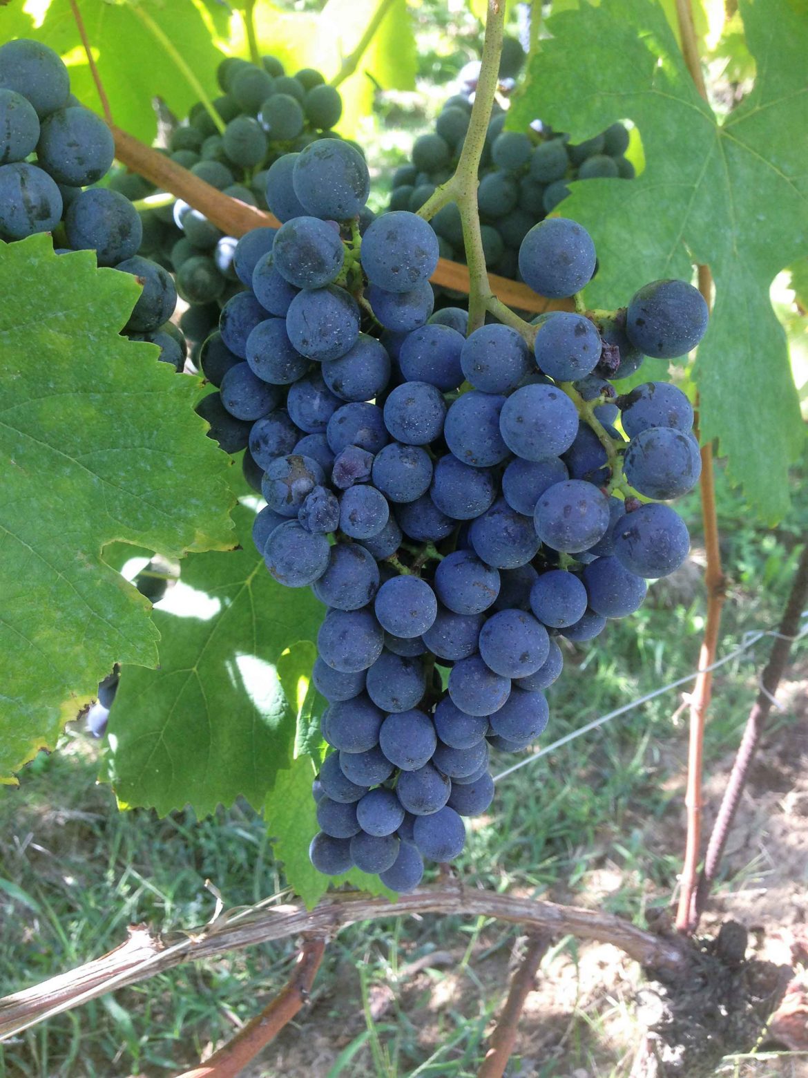 smallIMG_0970.jpg
