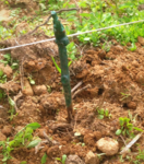 Barbatella-Nebbiolo.png