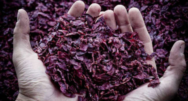 wineleather-vinaccia.jpg