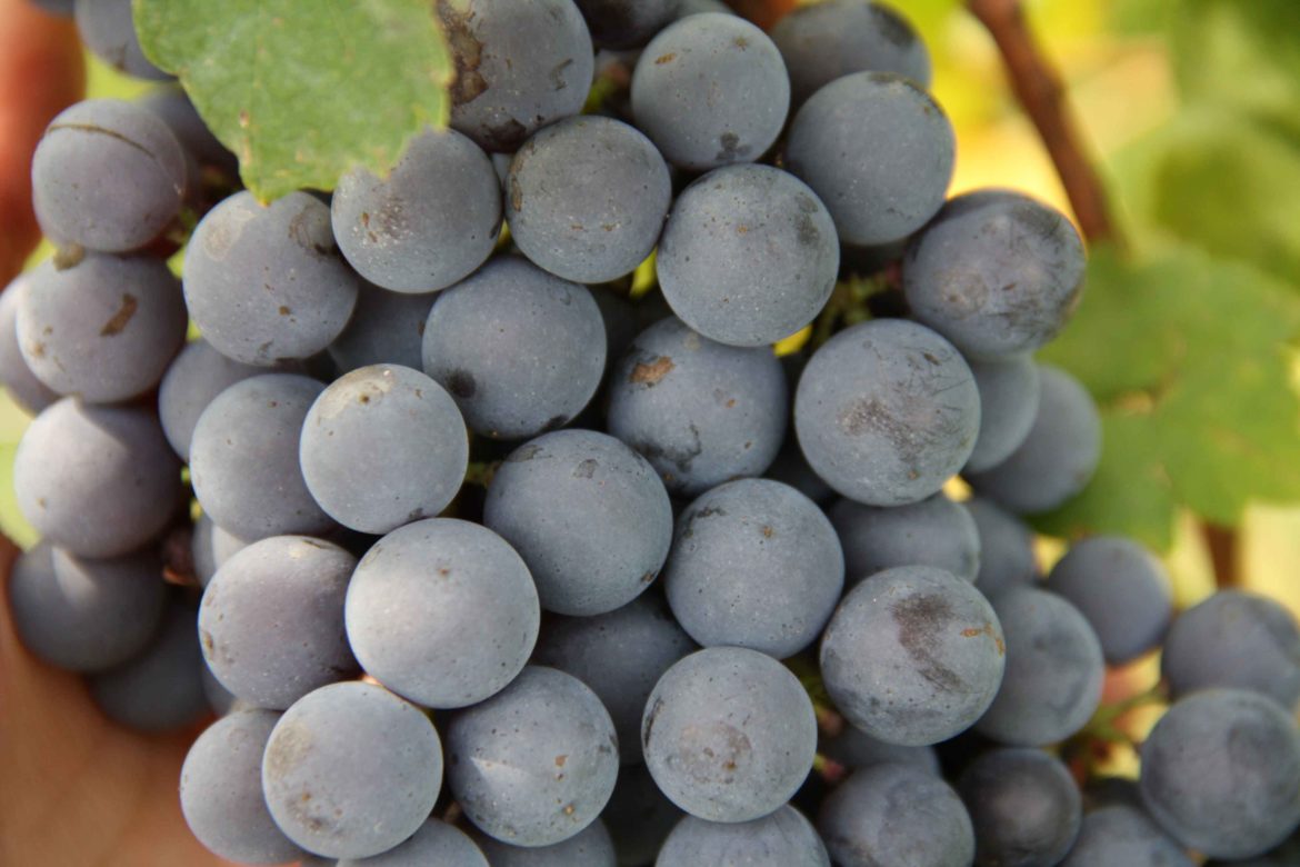 Grappolone-di-uva-Nebbiolo.jpg
