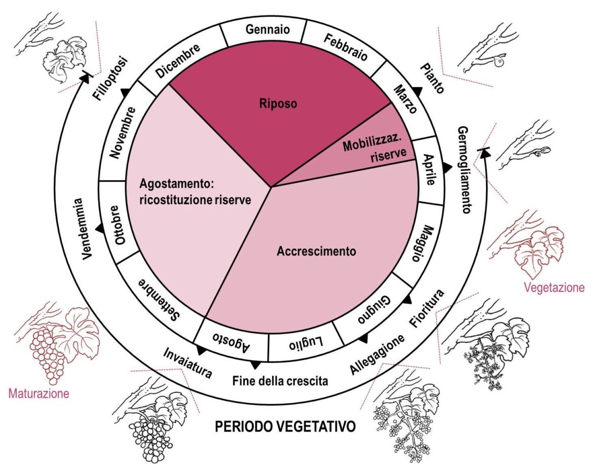 Ciclo-vegetativo-riproduttivo-COMPLETO.jpg