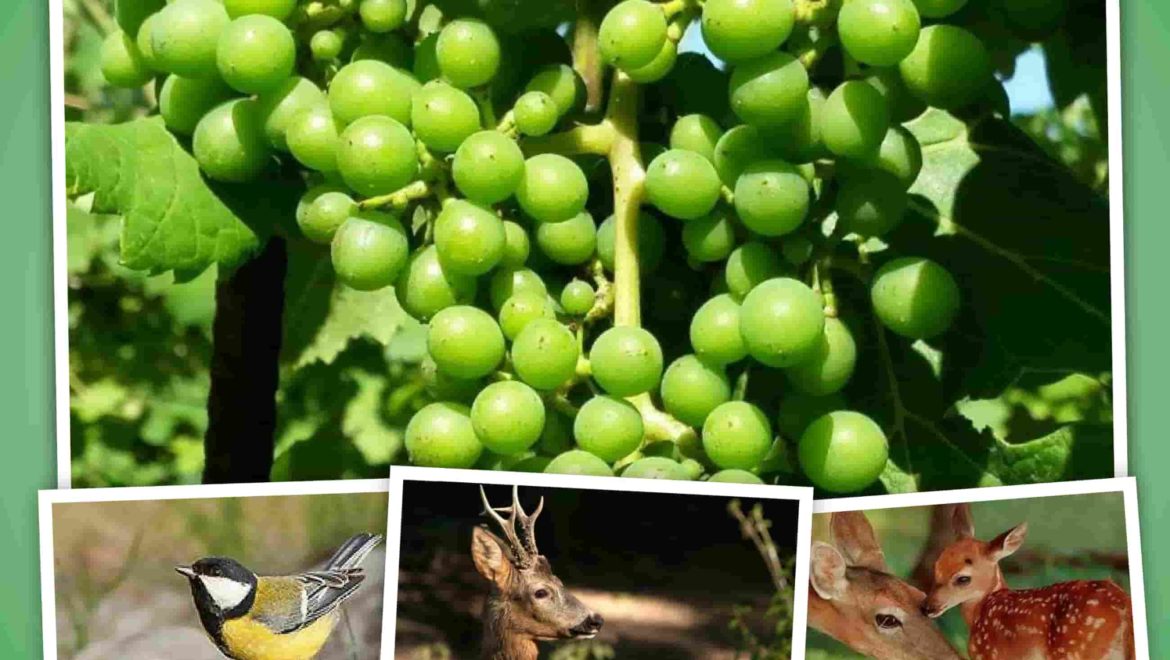 Natura estiva