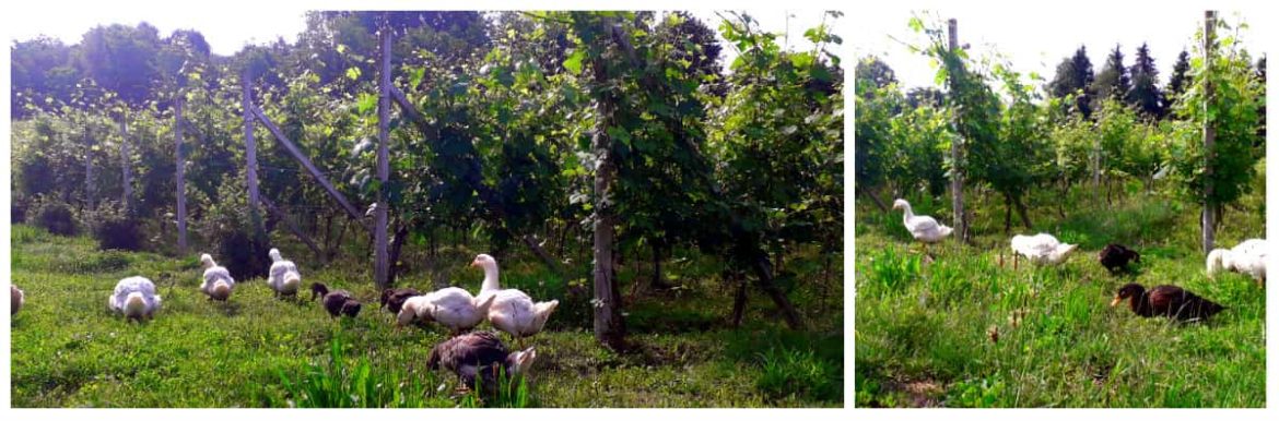 Oche-vignaiole-Fontechiara.jpg