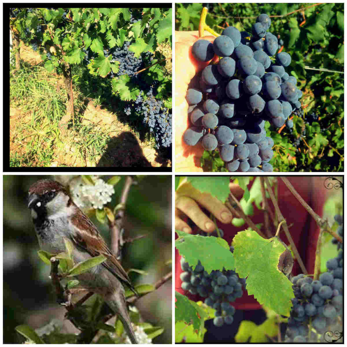 Ladri-di-uva-Fontechiara.jpg