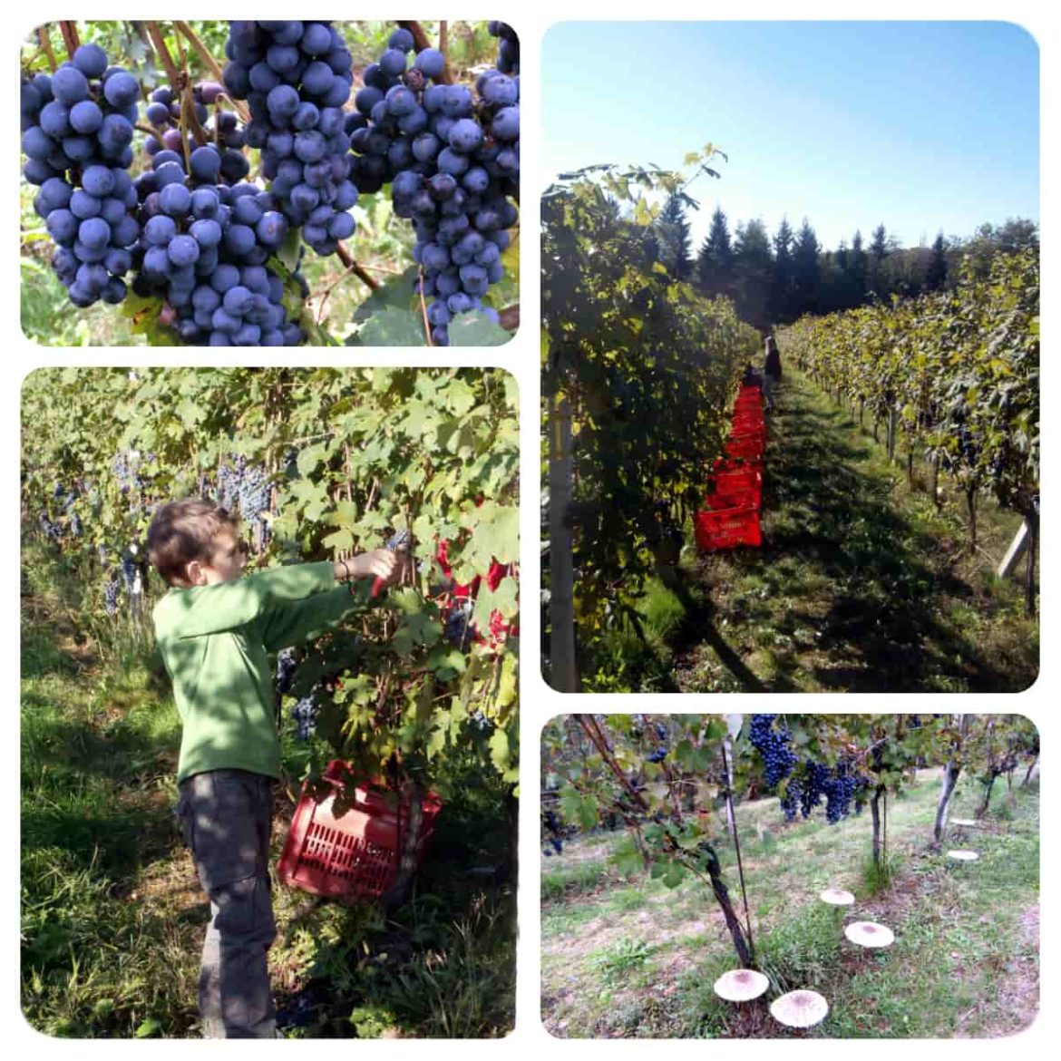 Fontechiara-vendemmia.jpg