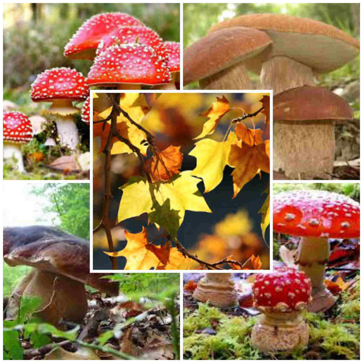 Funghi-Fontechiara.jpg
