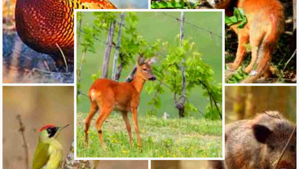 La fauna della vigna