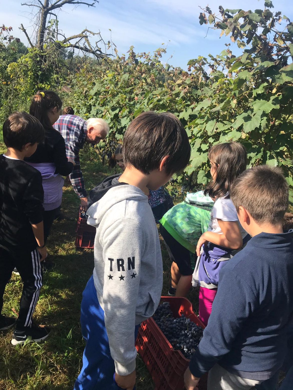 2vendemmia-vigna2.jpg