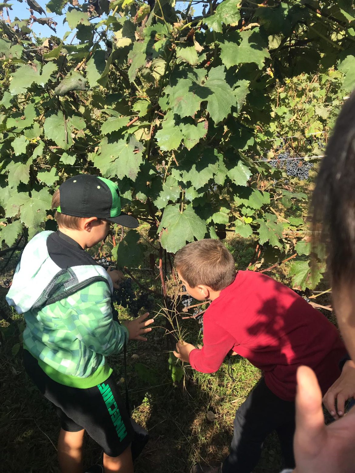 3vendemmia-vigna3.jpg
