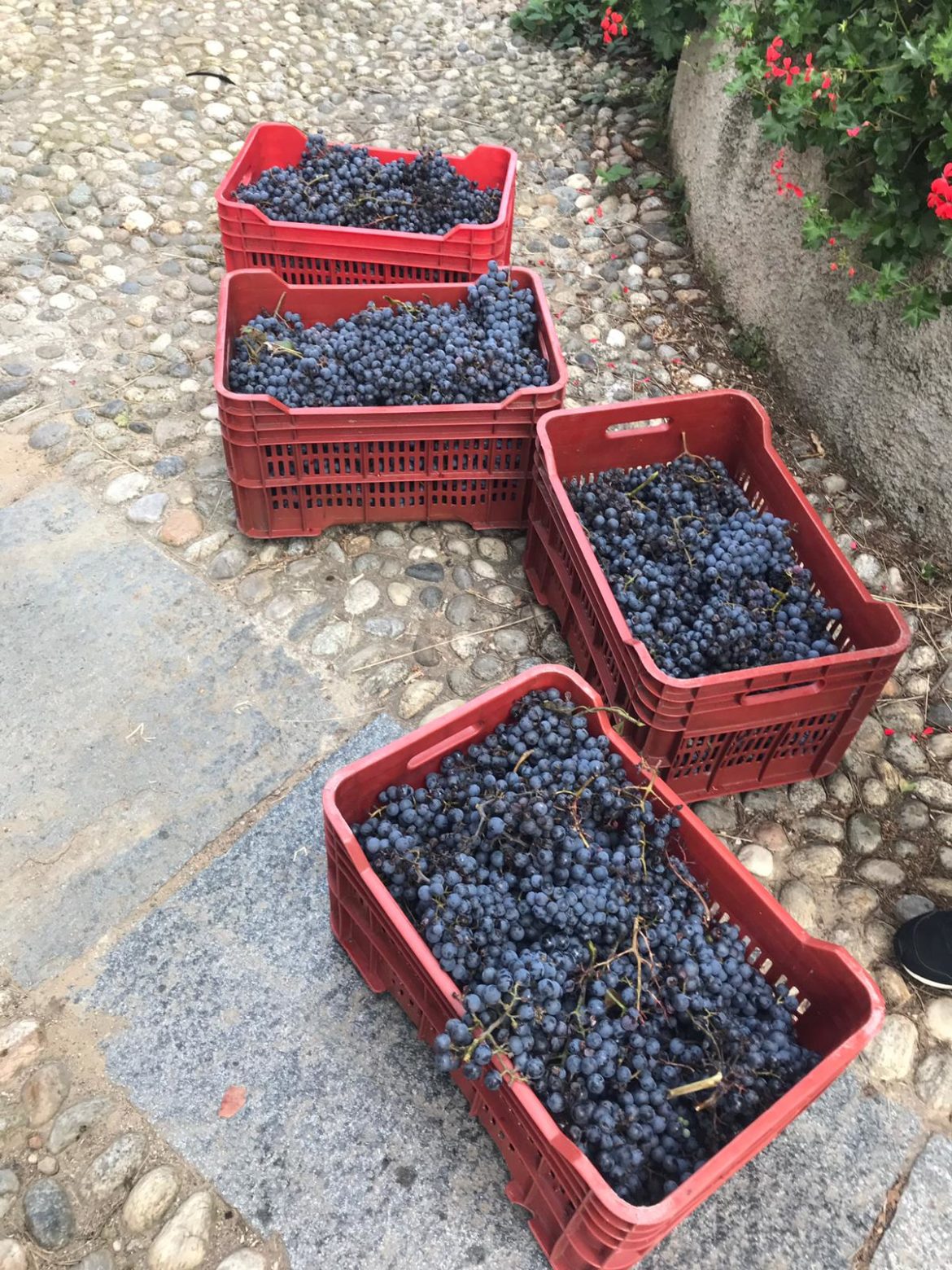 4vendemmia-casse.jpg
