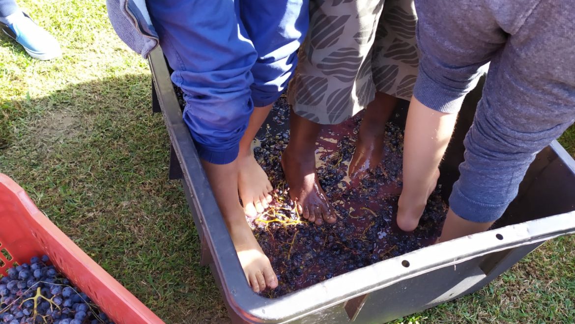 Bimbi in vigna!