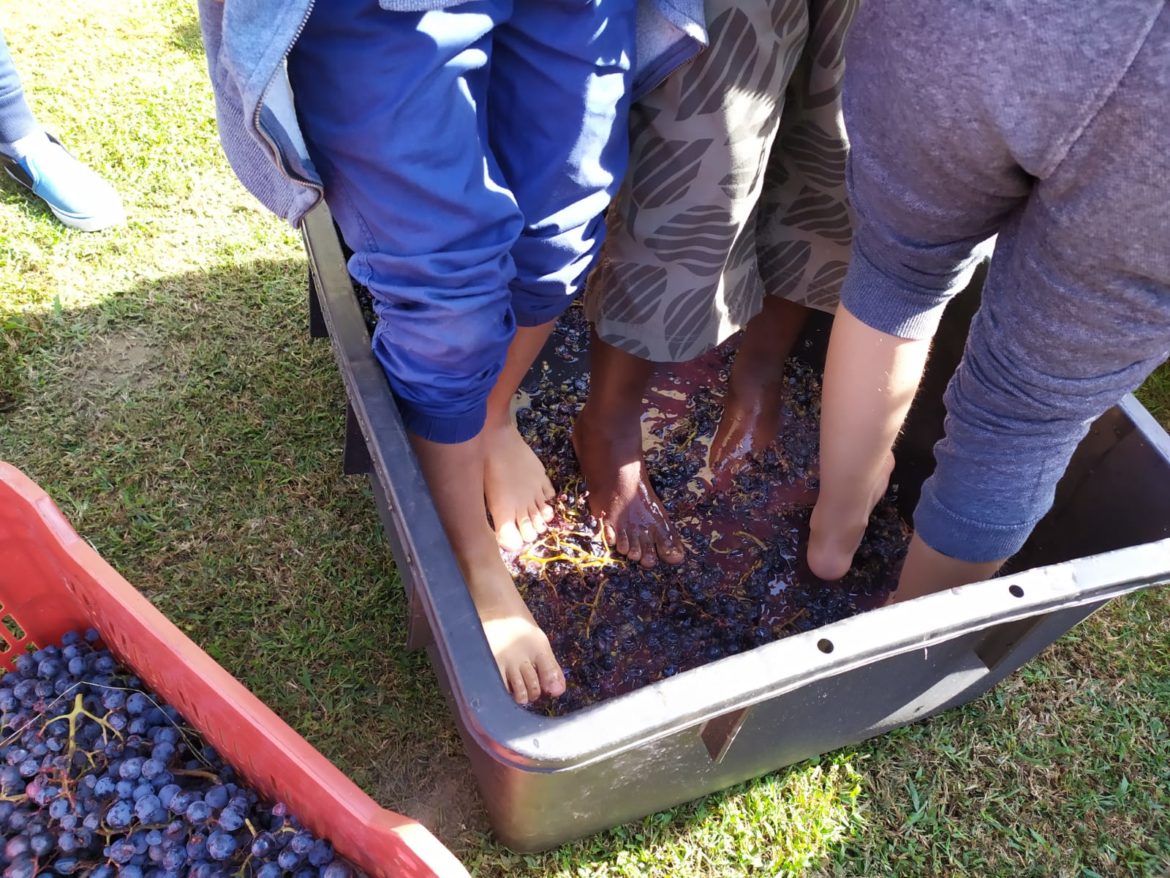 5vendemmia-pigiatura.jpg
