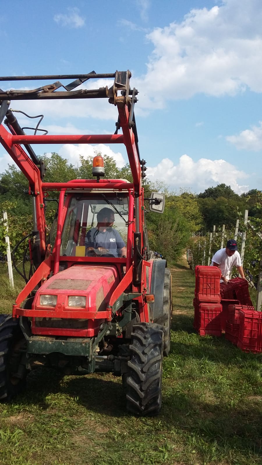 vendemmia-vespolina2.jpg