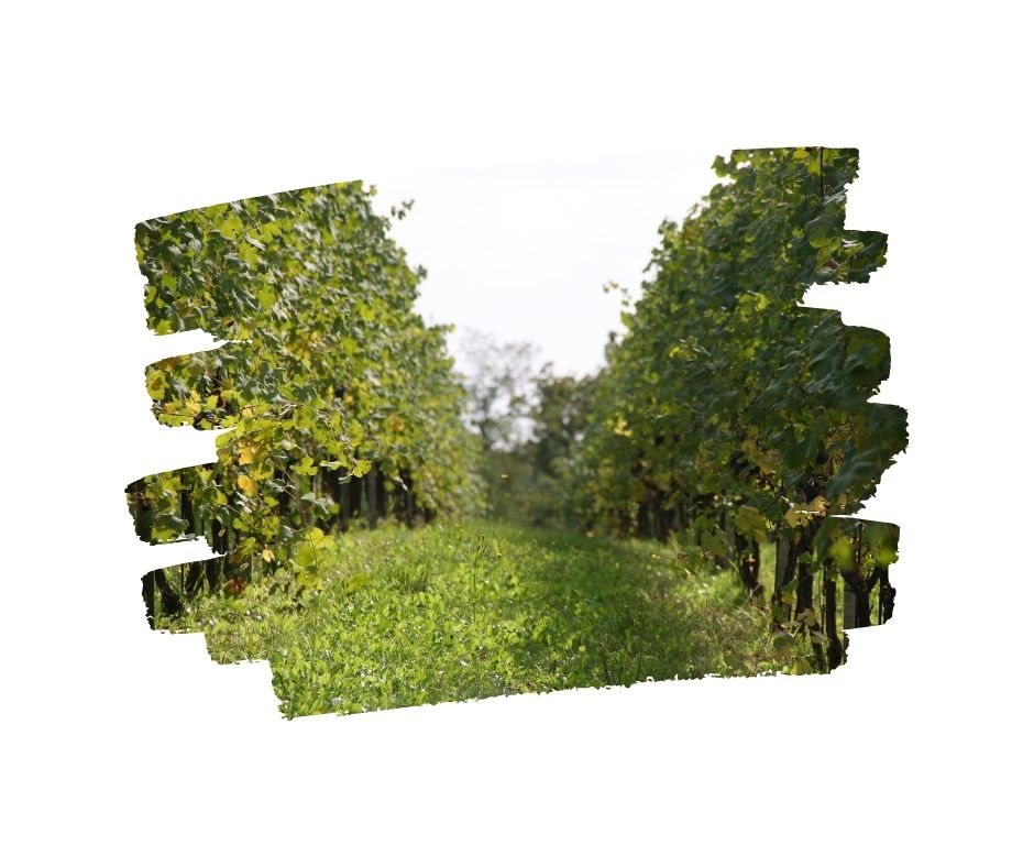 Copia-di-COLLINE-NOVARESI-DOC-ROSATO-2018-_Chiaretta_.jpg