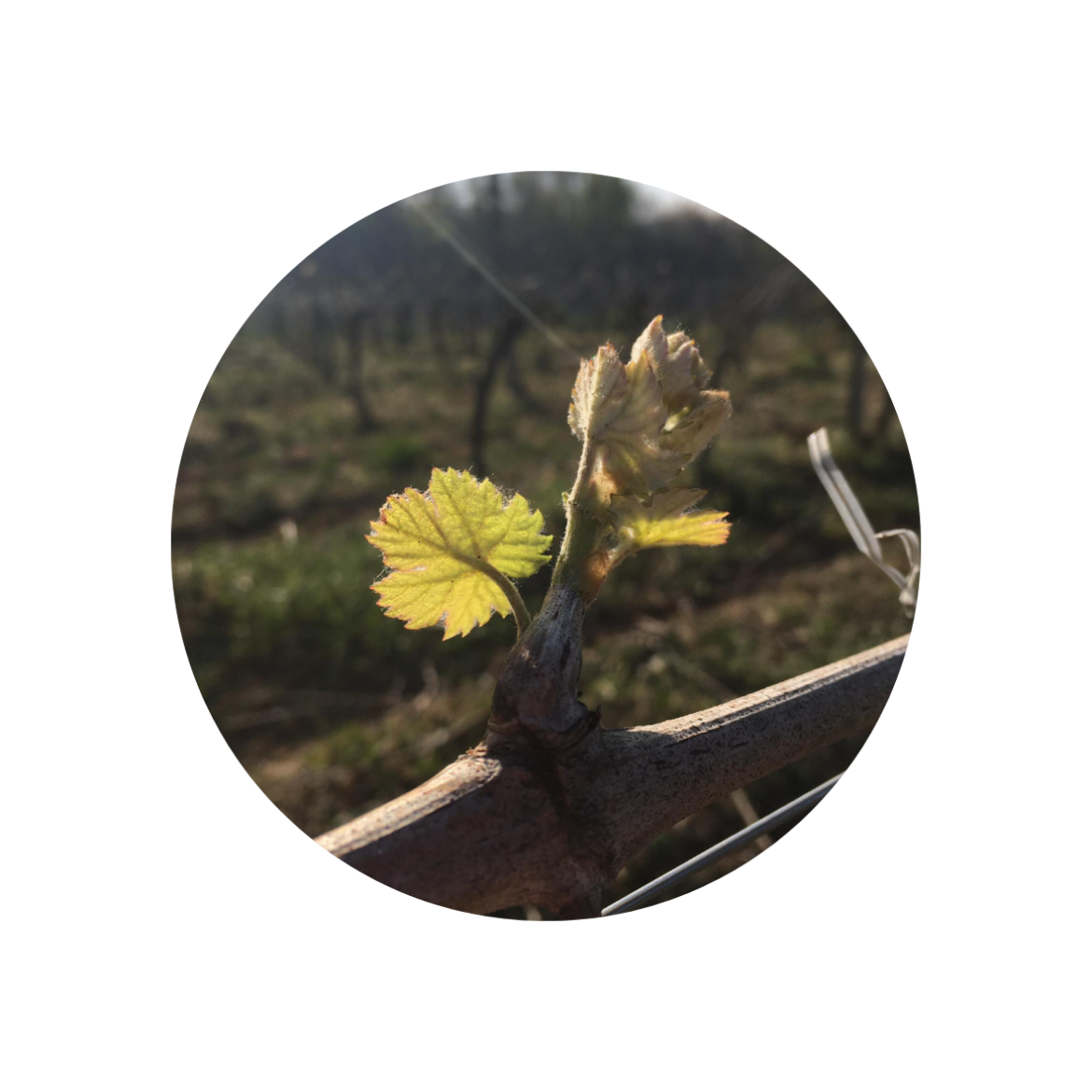FONTECHIARA-HOME-DELIVERY-10.png